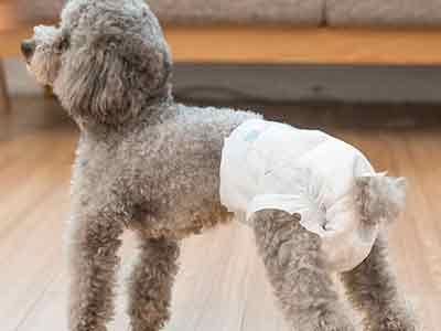 Male Dog Wraps