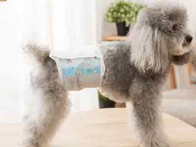 Dog Diapers