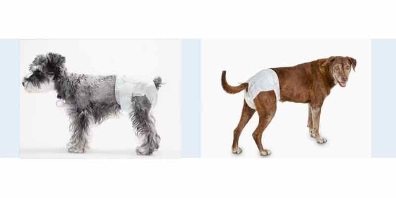 Dog Diapers